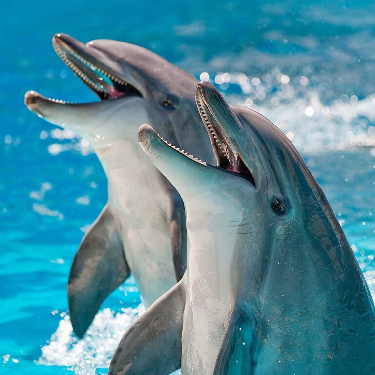 dolphins splash joyfully in the water at Marineland Dolphin Adventure