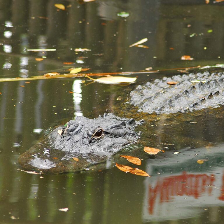 St. Augustine Alligator Farm: a zoological park featuring alligators